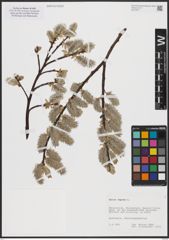 Foto von Salix caprea L.